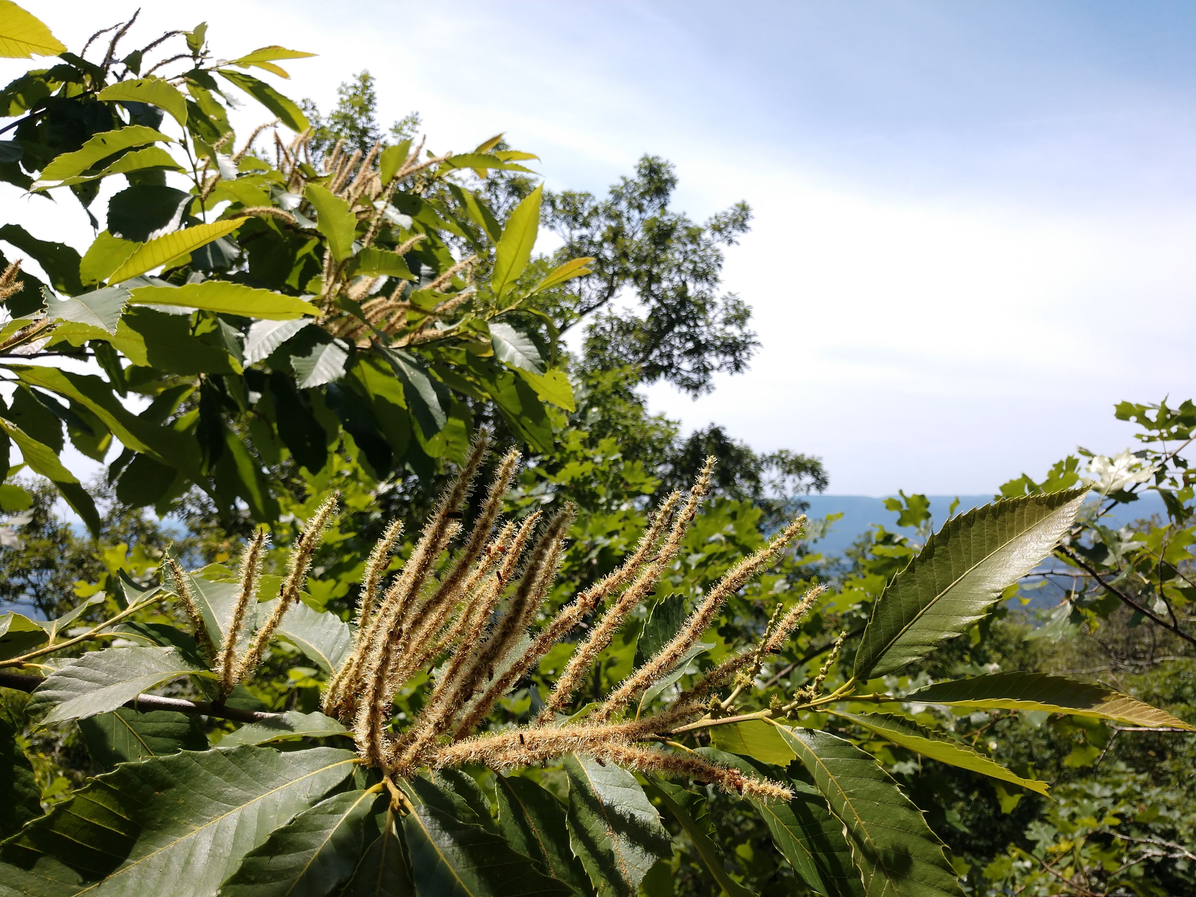 close up of male and female blooms of an Ozark chinquapin 